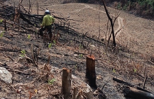 Phát hiện vụ phá rừng tự nhiên, cơ quan chức năng vào cuộc điều tra